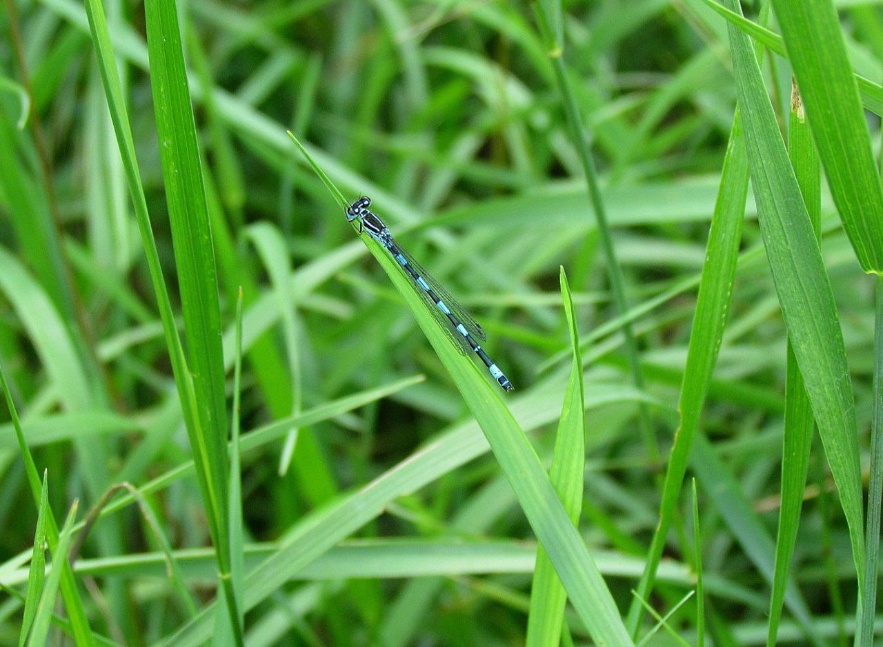 Coenagrion sp.